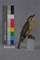 藏品(烏頭翁)的圖片